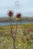 Geum rivale. Верхушка плодоносящего растения. Мурманская обл., Кольский р-н, окр. пос. Дальние Зеленцы, окр. Столбового озера, сырая бугристая закустаренная тундра, на бугре. 25.07.2016.