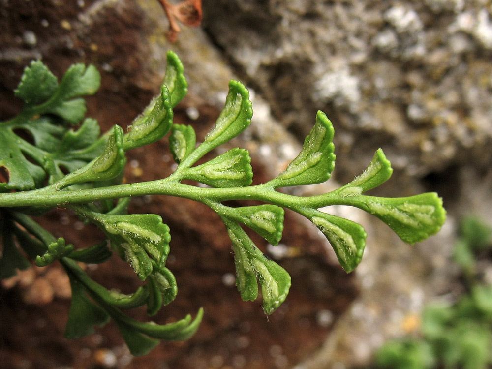 Изображение особи Asplenium ruta-muraria.