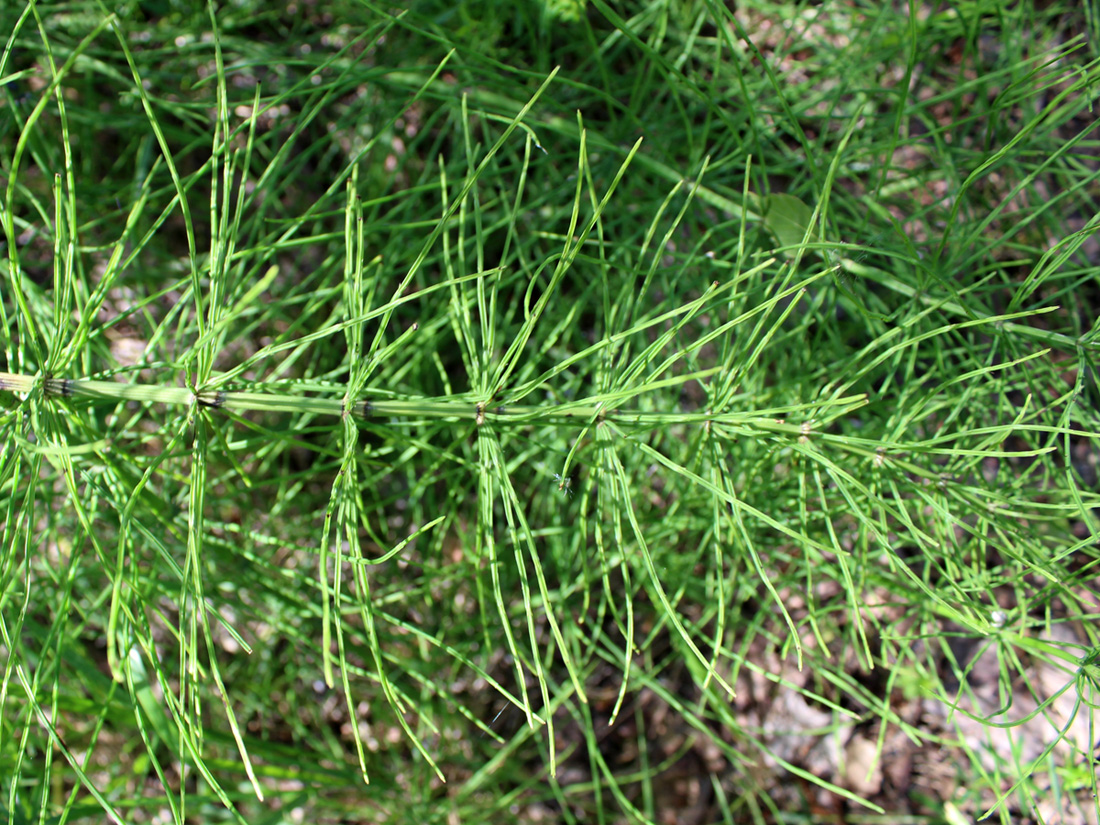 Изображение особи Equisetum arvense.