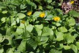 Doronicum orientale