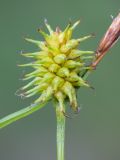 Carex flava