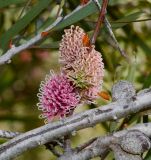 Hakea multilineata