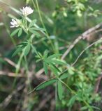 Trifolium spryginii. Верхушка цветущего растения. Южный Урал, Челябинская обл., Аркаим. 18.07.2008.