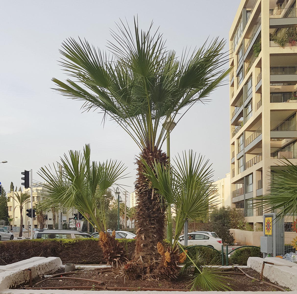 Изображение особи Chamaerops humilis.