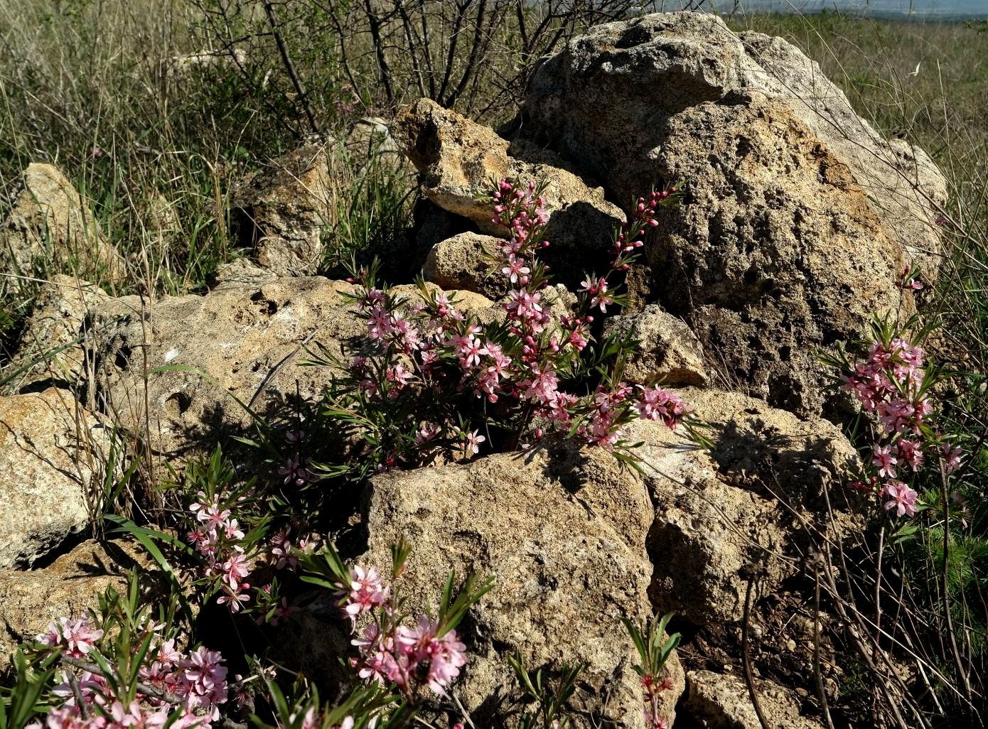 Изображение особи Amygdalus nana.