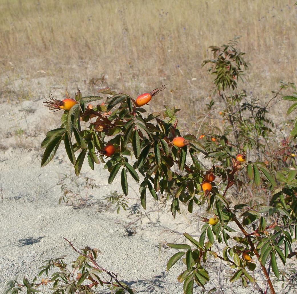 Image of Rosa cinnamomea specimen.