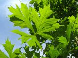 Acer platanoides. Лист с аномально рассечённой листовой пластинкой. Москва, ботанический сад МГУ, в культуре. 28.05.2007.