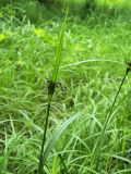 Scirpus orientalis