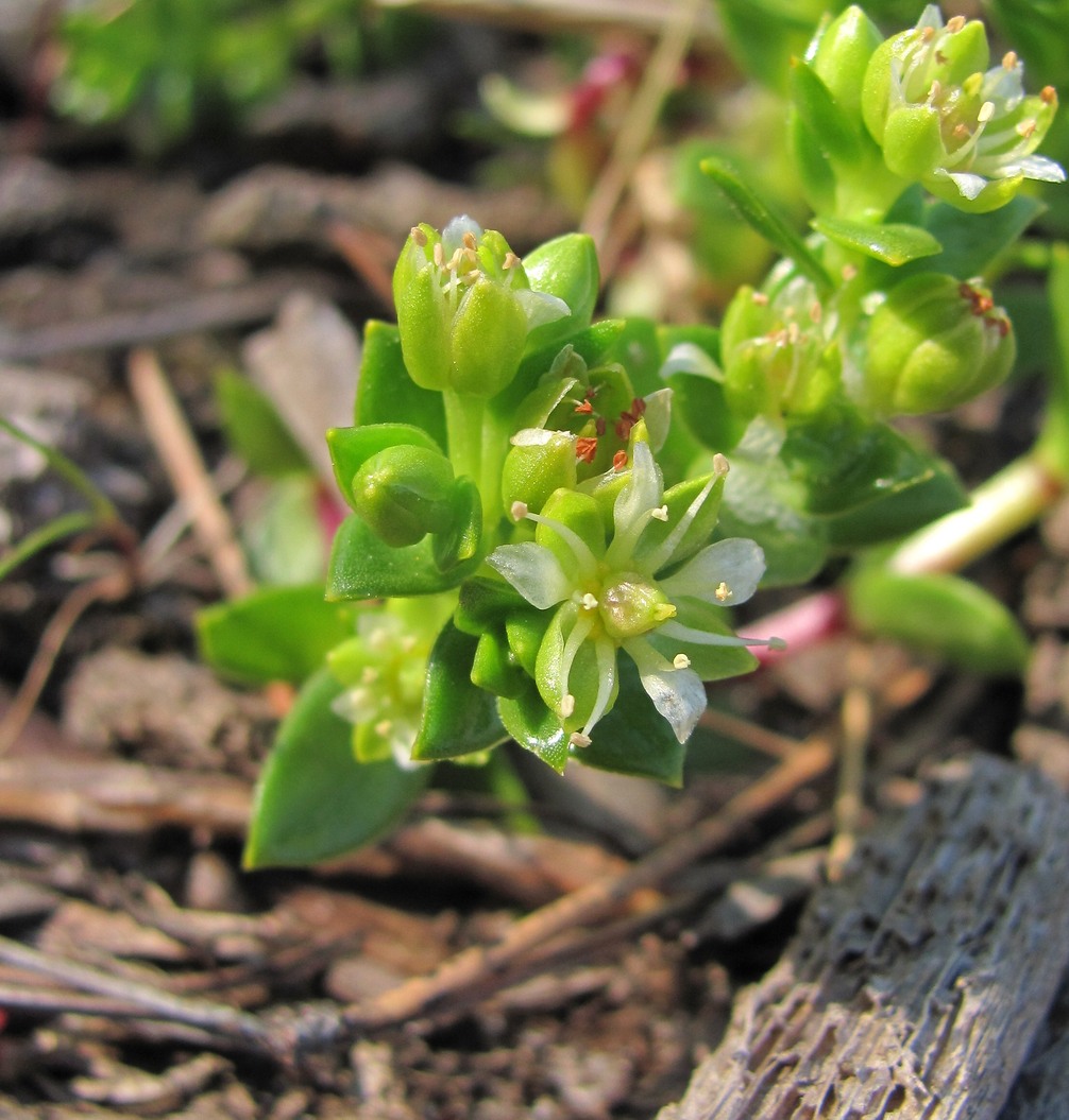 Изображение особи Honckenya peploides ssp. diffusa.