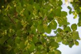 Tilia platyphyllos. Верхушки ветвей с соплодиями (вид снизу). Кировская обл., г. Киров, Ботанический сад Вятского государственного университета, в культуре. 31.07.2018.