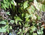 Epimedium × cantabrigiense