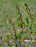 Betula rotundifolia. Верхушки ветвей с соцветиями и молодыми листьями. Алтай, Онгудайский р-н, Семинский перевал, ≈ 1700 м н.у.м., луг на опушке хвойного леса. 10.06.2019.