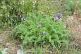 Astragalus skorniakowii