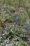 Gentiana decumbens