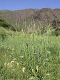 Allium altissimum