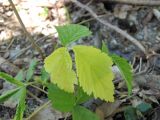 Rubus caesius