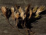 Chasmanthium latifolium