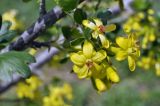 Ribes aureum