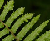 Nephrolepis exaltata. Сегменты спороносящей вайи. Израиль, Шарон, г. Тель-Авив, ботанический сад тропических растений. 20.07.2021.