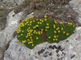 Saxifraga juniperifolia