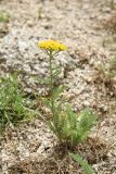 Achillea arabica. Цветущее растение. Узбекистан, Самаркандская обл., Зеравшанский хр., окр. кишлака Терсак, 1600 м н.у.м., мелкозёмистый склон. 11 мая 2022 г.