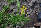 Lathyrus pratensis