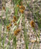 Carex colchica