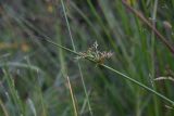 Juncus effusus