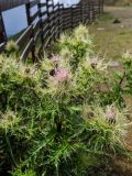 Cirsium obvallatum. Верхушка цветущего растения с кормящимся шмелём. Краснодарский край, городской округ Сочи, Адлерский р-н, с. Эстосадок, горнолыжный курорт \"Роза Хутор\", пеший маршрут \"Панорама\", южный склон хр. Аибга, 2200 м н.у.м., обочина грунтовой дороги. 08.08.2023.