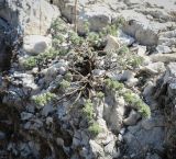 Artemisia frigida