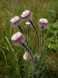 Erigeron petiolaris