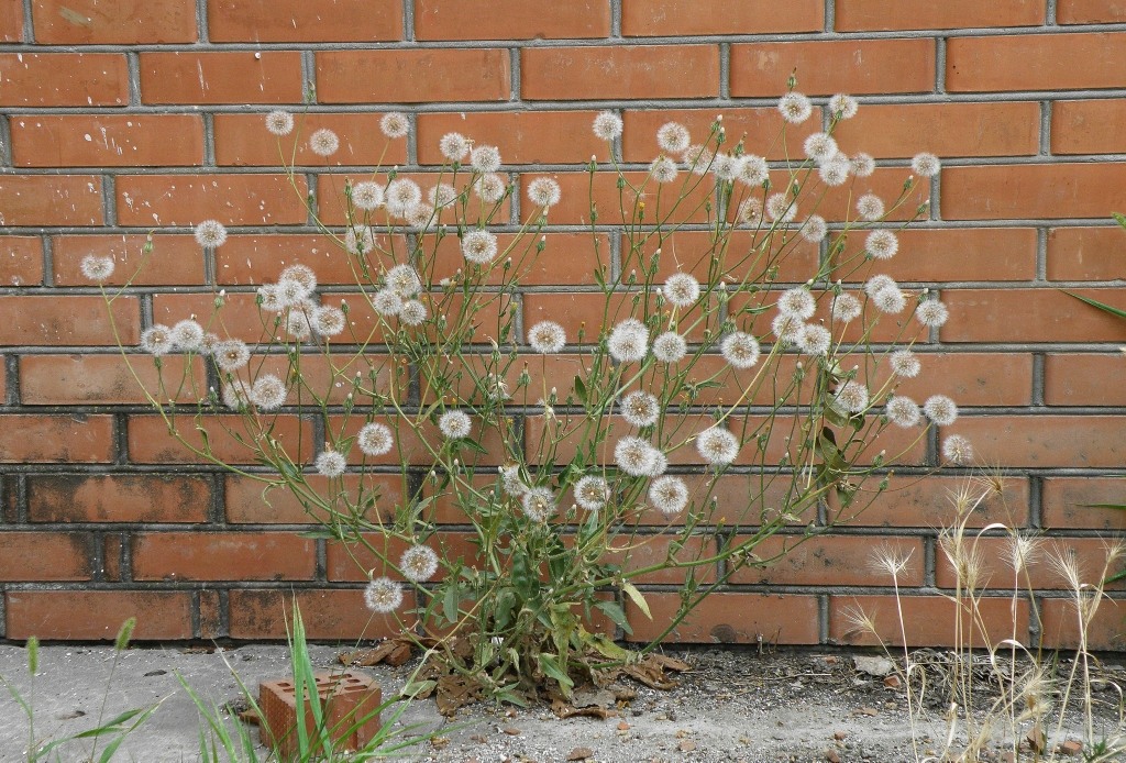 Изображение особи род Crepis.