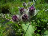 Arctium tomentosum