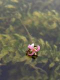 Elodea canadensis