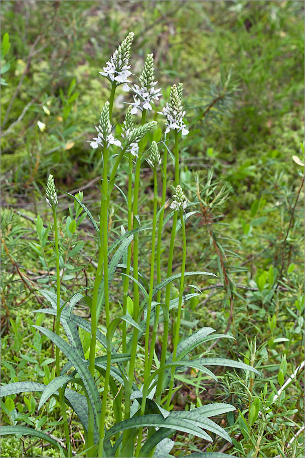 Изображение особи Dactylorhiza maculata.