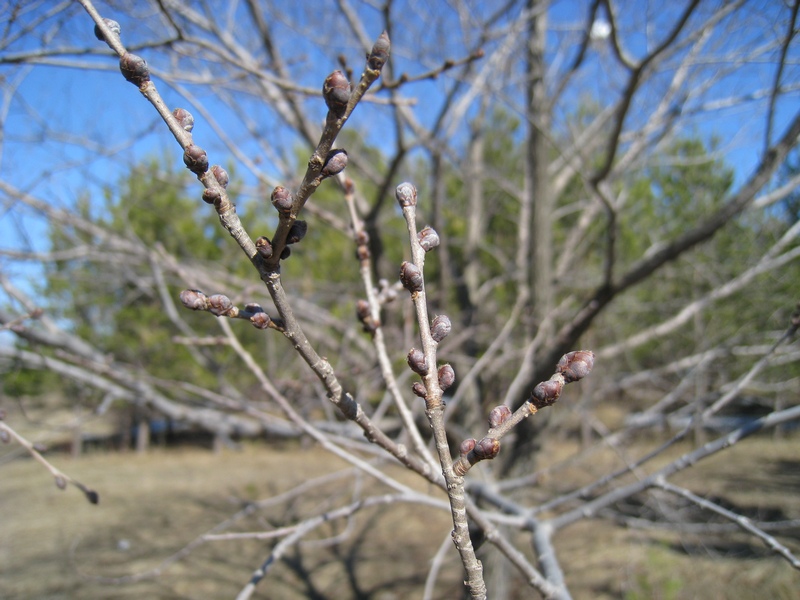 Изображение особи Ulmus japonica.