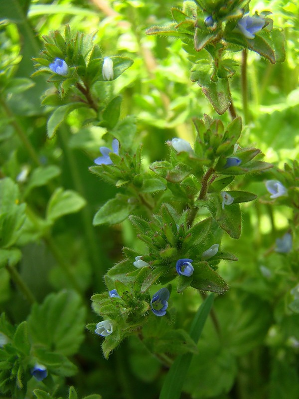 Изображение особи Veronica arvensis.