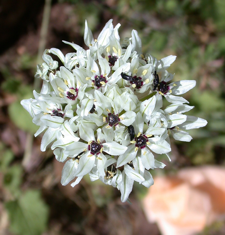 Изображение особи Allium meronense.