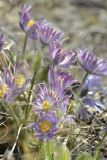 Pulsatilla multifida