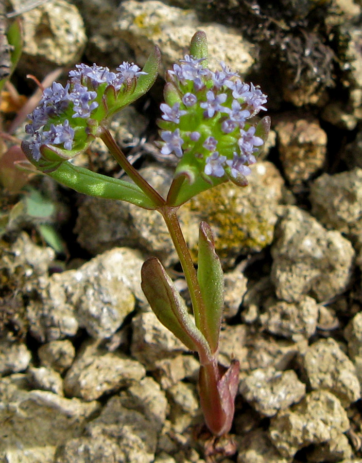 Image of genus Valerianella specimen.