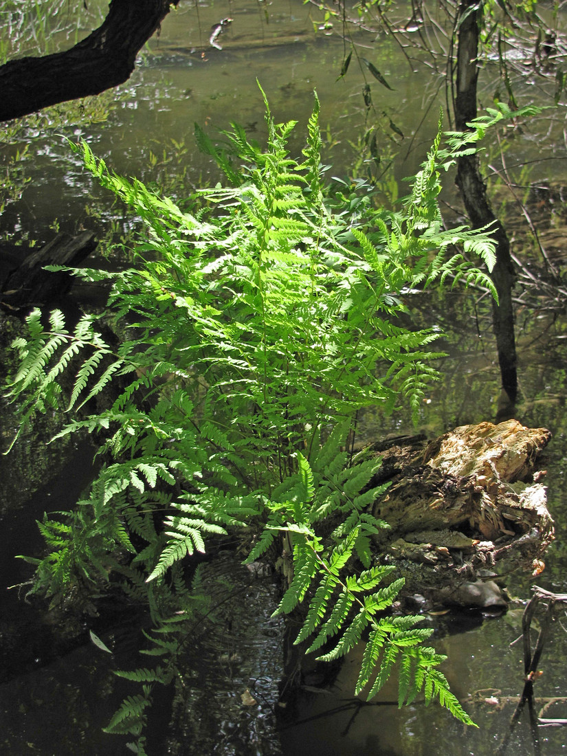 Image of Thelypteris palustris specimen.