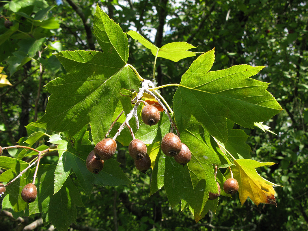 Изображение особи Sorbus torminalis.