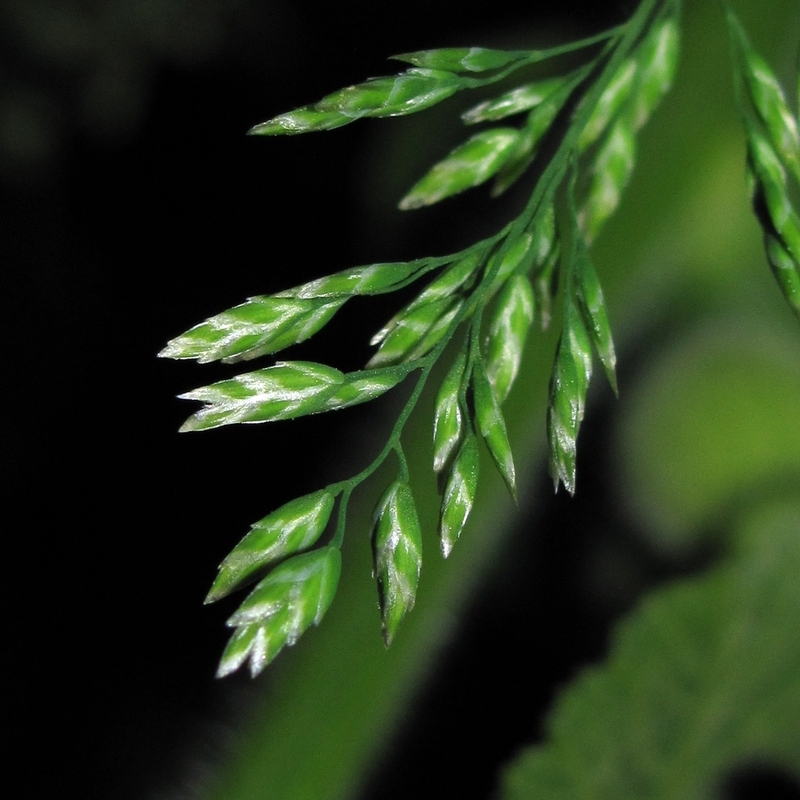 Image of Poa compressa specimen.