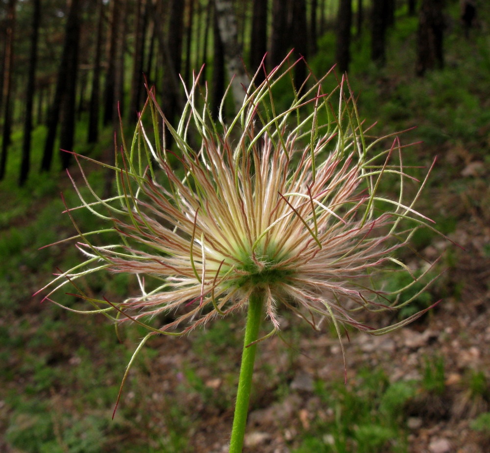 Изображение особи Pulsatilla orientali-sibirica.