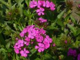 Dianthus barbatus