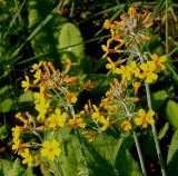 Primula bulleyana