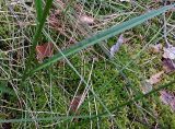 Dactylorhiza maculata