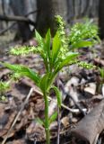 Mercurialis perennis