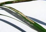 Carex grioletii. Часть поражённого листа. Краснодарский край, Сочи, окр. Адлера, лес. 07.07.2015.