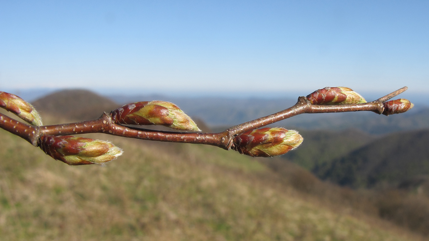 Изображение особи Carpinus orientalis.